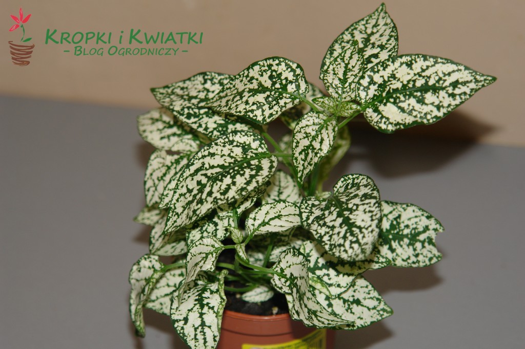 Niedośpian ognisty - Hypoestes phyllostahya