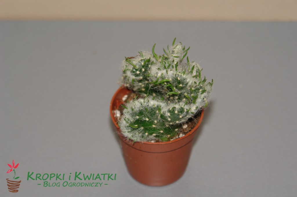 Opuncja -Austrocylindropuntia vestita forma cristata