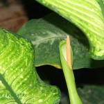 Difenbachia Seguina Sieffenbachia seguine