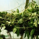 Diszidia Rafflesa DIschidia rafflesiana
