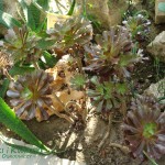 Eonium drzewiaste Aeonium arboreum