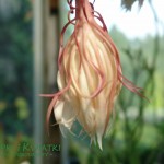 Epiphyllum oxypetalum