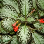Episcja Episcia cupreata 'Silver sheen'
