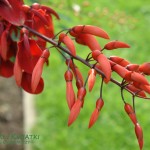 Erytryna grzebieniasta Erythrina crista-galli