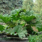 Gunnera olbrzymia Gunnera manicata