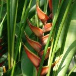Helikonia Heliconia bihai