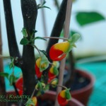 Impatiens niamniamensis