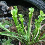 Kapturnica Saracenia