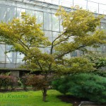 Klon palmowy Acer palmatum