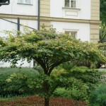 Klon palmowy Acer palmatum