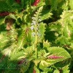 Koleus Blumego Coleus blumei