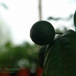 Limonka Citrus aurantifolia