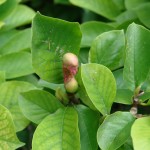 Magnolia soulangiana 'Alexandria'