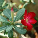 Mandevilla sanderi