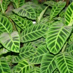 Maranta Calathea zebrina