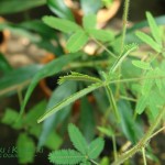 Mimoza wstydliwa Mimosa pudica
