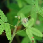 Mimoza wstydliwa Mimosa pudica