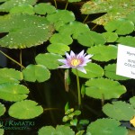 Nymphaea colorata