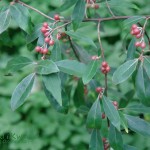 Oliwnik baldaszkowy Elaeagnus umbellata