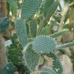 Opuncja drobnokolczasta Opuntia microdasys