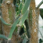 Opuncja drobnokolczasta Opuntia microdasys