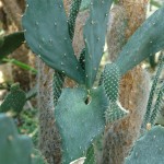 Opuncja figowa Opuntia ficus-indica