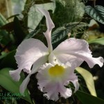 Stroczyk Orchid Venezuela
