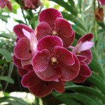 Storczyk Orchidea Vanda