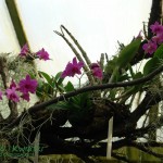 Orchidee Storczyki