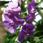 Orchid Vanda