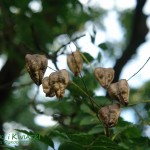 Roztrzeplin wiechowaty Koelreuteria paniculata