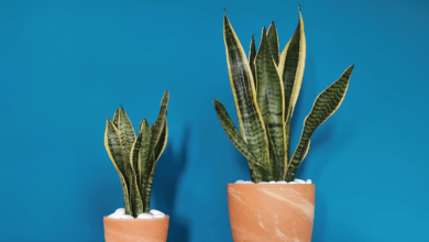 Sanserwieria białe obrzeża