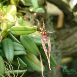 Spider Orchid