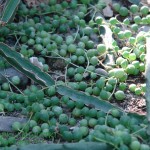 Starzec Rowleya Senecio rowleyanus