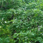 Surmia bigoniowa Catalpa bignonioides