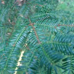 Torreja orzechowa Torreya nucifera