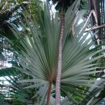 Waszyngtonia robusta Washingtonia robusta