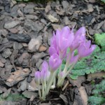 ZImowit jeienny Colchicum autumnale