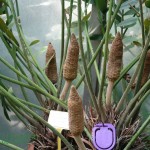 Zamia furfuracea