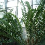 Zamia furfuracea