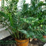 Zamiokulkas zamiolistny Zamioculcas zamiifolia