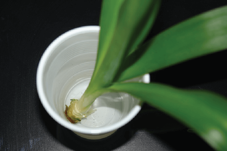 juka żółknie i gnije