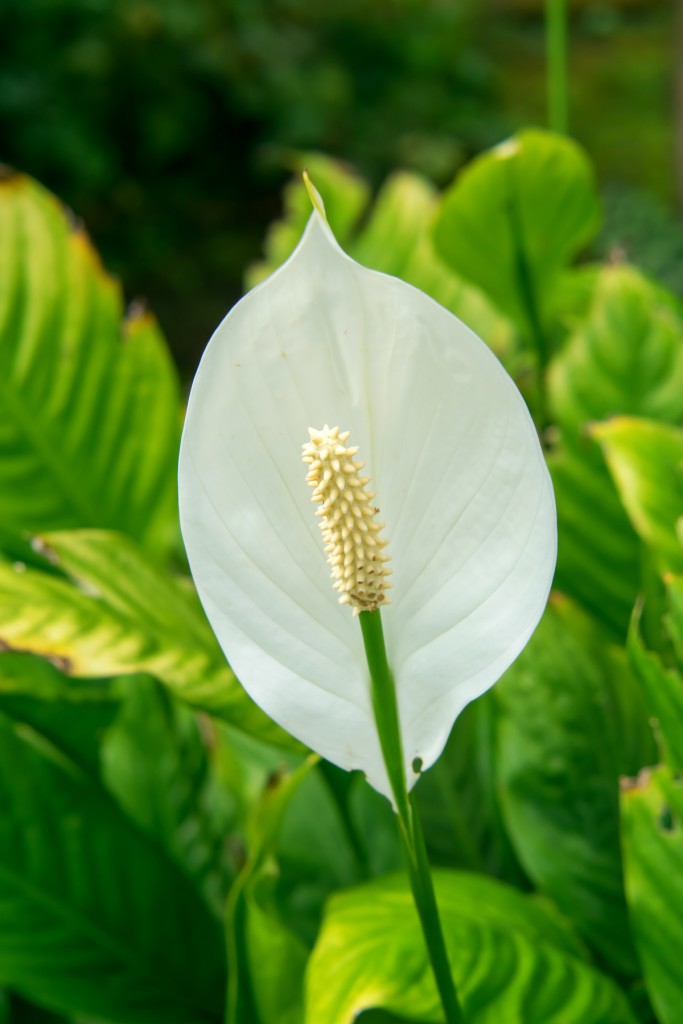 Skrzydłokwiat wymagania