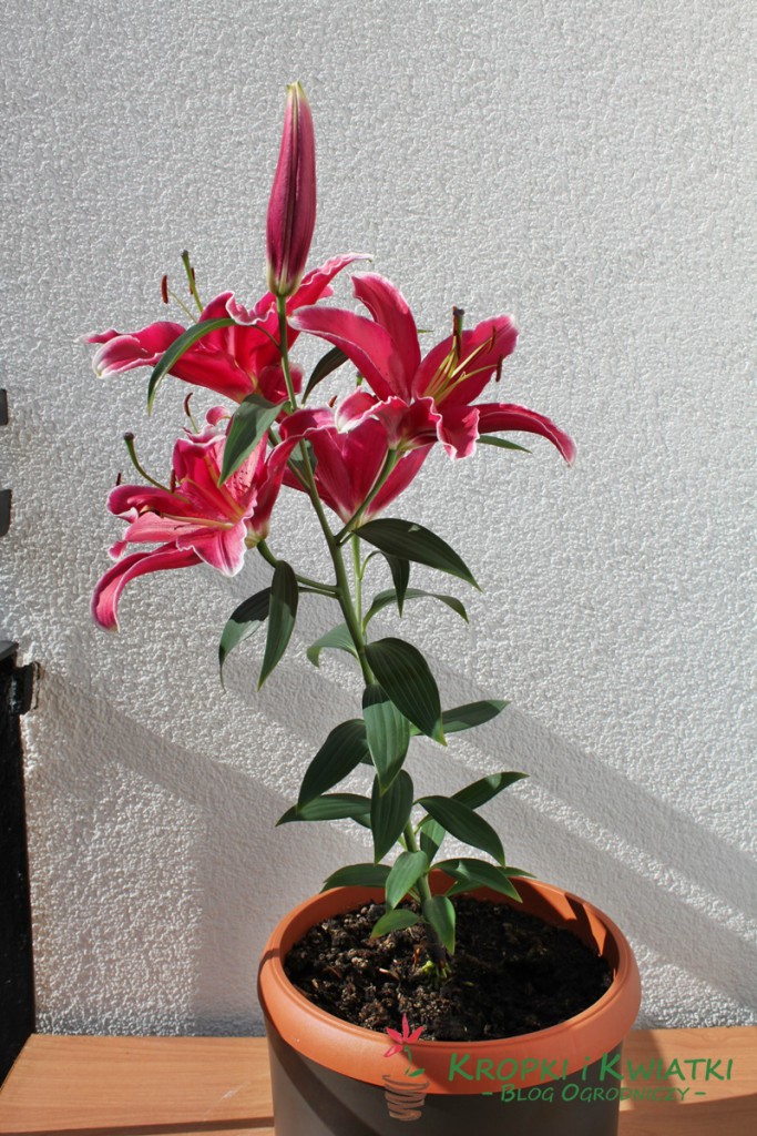 lilia w doniczce