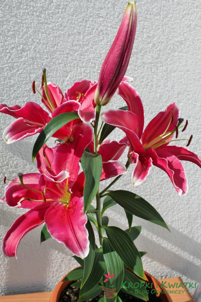 lilia na balkonie