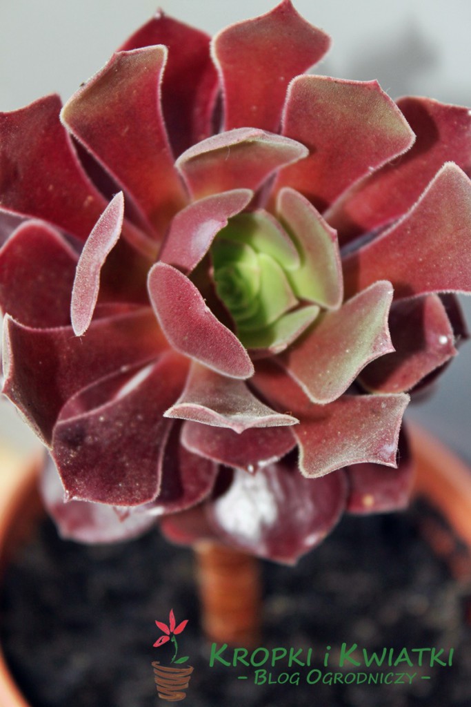 Aeonium arborestens purpureum