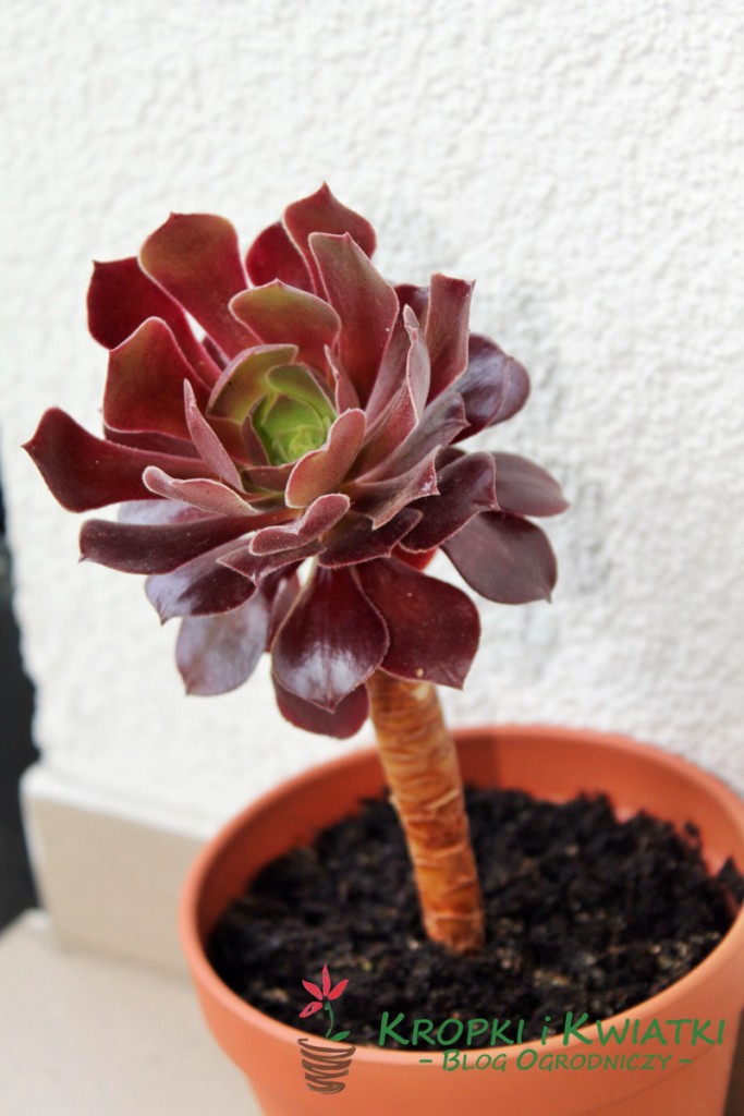 Aeonium arborescens