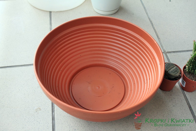 ogródek z kaktusów