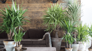 Juka w domu jak uprawiać