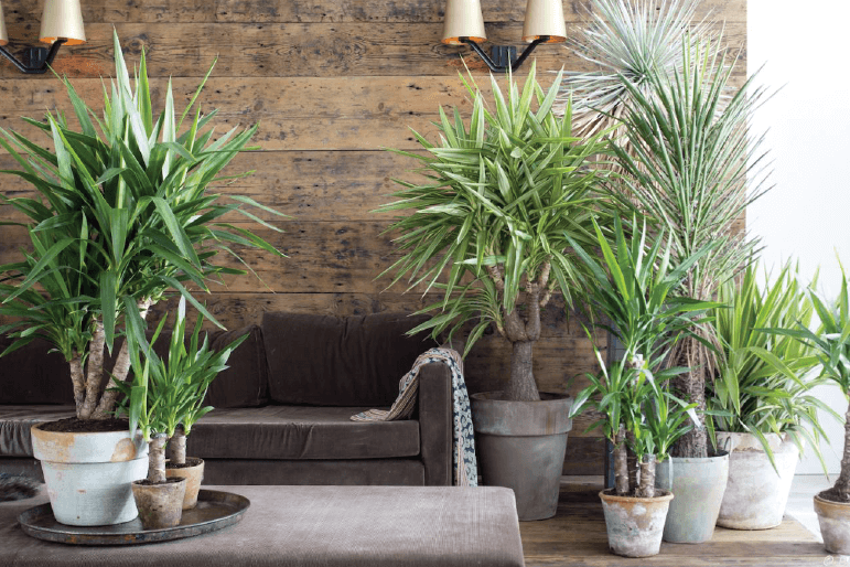 Juka w domu jak uprawiać